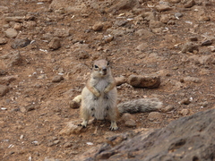 Atlantoxerus getulus