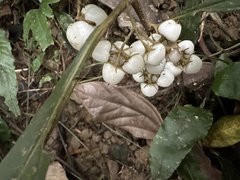 Rhynchotechum discolor