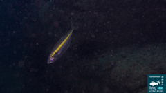 Selaroides leptolepis