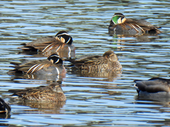 Sibirionetta formosa
