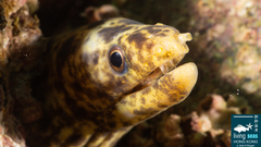 Gymnothorax reevesii