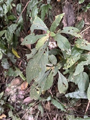 Rhynchotechum discolor