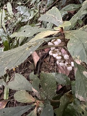 Rhynchotechum discolor