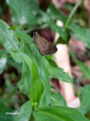 Callimormus saturnus