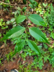 Jasminum streptopus