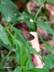 Callimormus saturnus