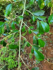 Suregada africana