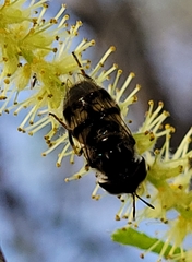 Copestylum marginatum