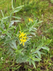 Lasiosiphon splendens