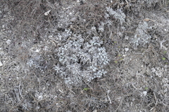 Artemisia hololeuca