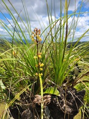 Polystachya mauritiana