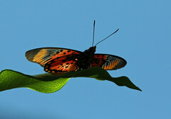 Pseudacraea boisduvalii