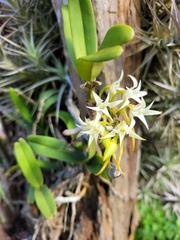 Cyrtorchis arcuata