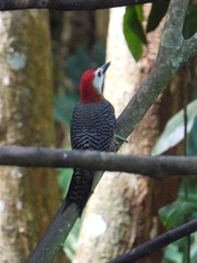 Melanerpes radiolatus