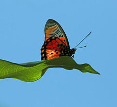 Pseudacraea boisduvalii
