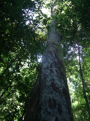 Pometia pinnata