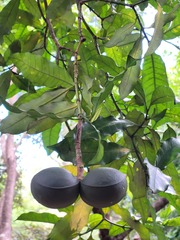 Tabernaemontana ventricosa