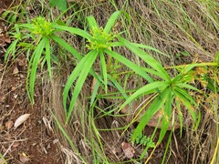 Cyperus albostriatus