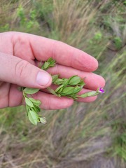 Polygala transvaalensis