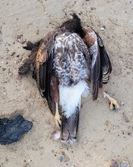 Parabuteo unicinctus harrisi