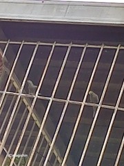 Thraupis palmarum