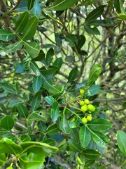 Zanthoxylum asiaticum