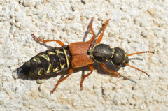 Staphylinus caesareus