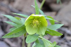 Helleborus odorus