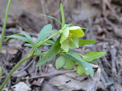 Helleborus odorus