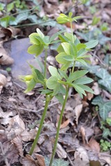 Helleborus odorus