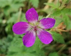 Geranium