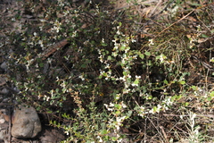 Spyridium thymifolium