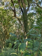 Aidia cochinchinensis