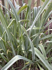 Allium ampeloprasum