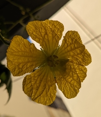 Luffa aegyptiaca