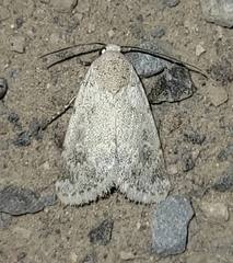 Leucocnemis perfundis