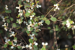 Spyridium thymifolium