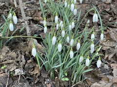 Galanthus nivalis