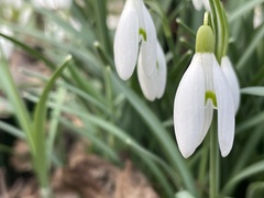 Galanthus nivalis