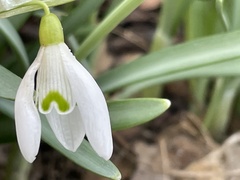 Galanthus nivalis
