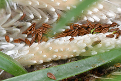 Stapelia grandiflora