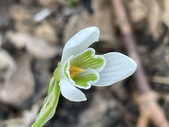Galanthus nivalis