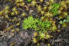Stackhousia pulvinaris