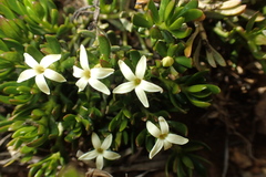 Stackhousia pulvinaris