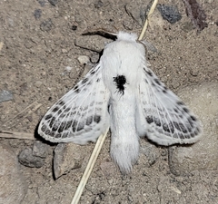 Apotolype brevicrista