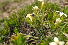 Stackhousia pulvinaris