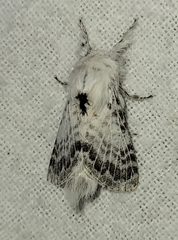 Apotolype brevicrista