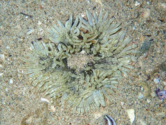 Heteractis