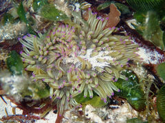 Heteractis