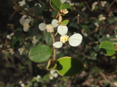 Spyridium thymifolium